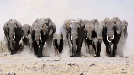 Стадо слонов жёстко расправилось с «несанкционированной» парковкой машин (ВИДЕО)