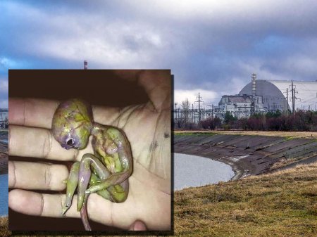 Чернобыльский уродец: В Припяти выловили карликового пришельца