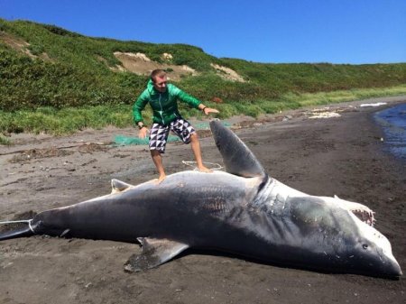 Акулы-людоеды атакуют Приморье: В Хабаровском крае видели 6-метровых убийц