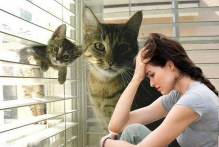 Два кота – у женщины беда: В чем опасность нескольких кошек в доме