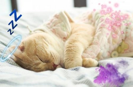 Кошка спит — семейное счастье хранит: Как спальное место животного меняет э ...