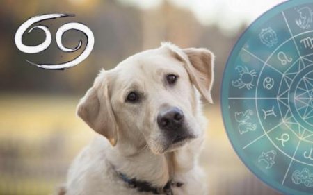 Рак — лучше собак: Астрологи назвали самых верных знаков