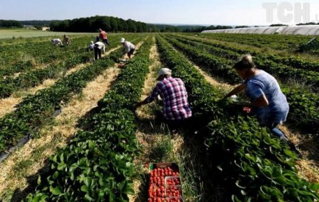 В Польше заявили о грядущей катастрофе без украинских трудовых мигрантов