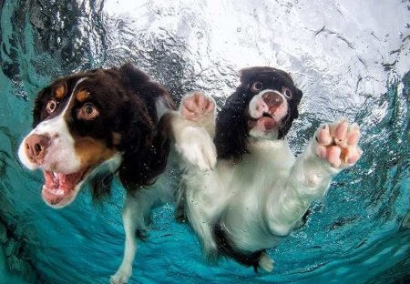 Плавать нельзя запретить: можно ли будет прийти с собакой на пляж