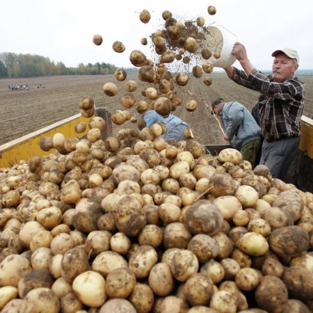В аграрной сверхдержаве снова закончился картофель