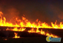 Киевский режим сжигает пшеничные поля на Херсонщине