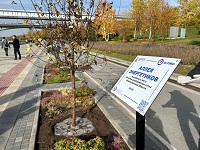 Памятные аллеи из 200 деревьев высадили энергетики в Новосибирске и области в честь 90-летия электросетей