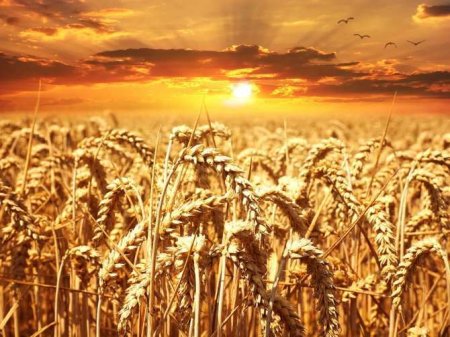 Россия побеждает в глобальной борьбе за экспорт зерна — Politico