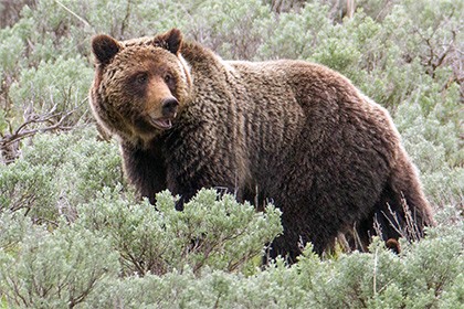 В Финляндии медведь сорвал маневры с участием трех тысяч военных