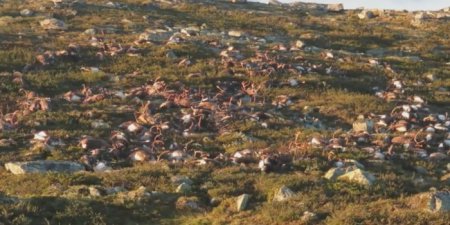 В Норвегии свыше 300 оленей погибли от удара молнии