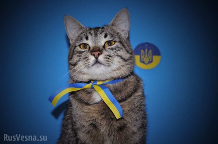 Захарова ответила на заявления о борющемся с «русокрысами» коте из МИД Украины