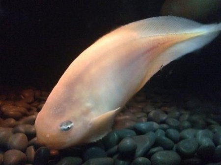 Три неизвестных вида рыб были найдены на тихоокеанском дне