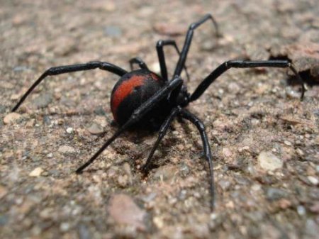 Ядовитый австралийский паук лечит рак кожи - ученые